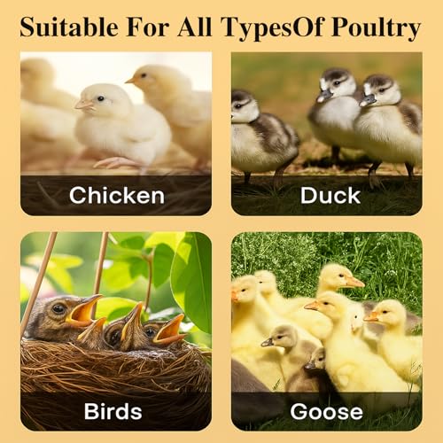 Adjustable 16x16 brooder Heating Plate for Baby Chicks, Providing Constant, efficient Warmth. Safe, Energy-Saving, Easy to Assemble and Clean. Perfect for Chicken Brooding (Blue)
