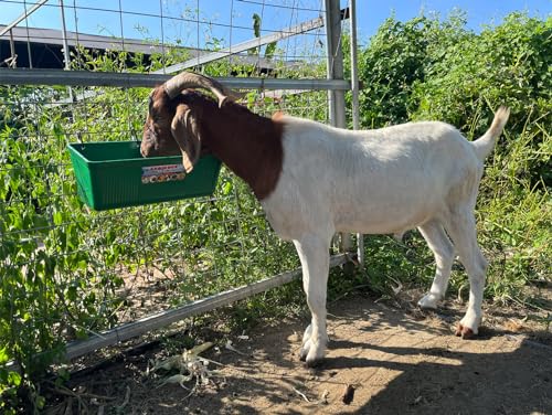 Large Feed Trough and Goat Feeder - 2 Pack Hanging Feeder with Clips, Waterer Bucket, Fence Feed Trough, Goat Supplies, 10 Quart - color: Greener