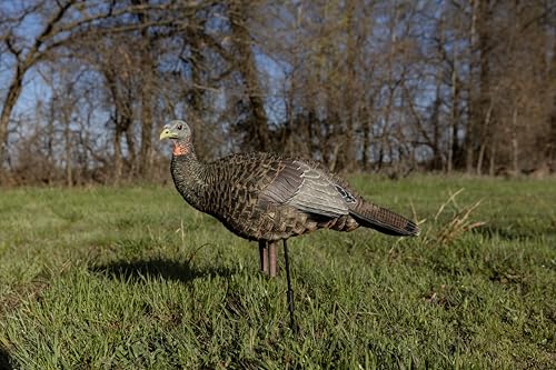 Avian-X LCD Feeder Hen Turkey Decoy with X-Factor Motion System – Realistic Lifelike Collapsible Standing Turkey, Durable Design, Carry Bag & Collapsible Stake for Hunting - style: LCD Breeder Hen