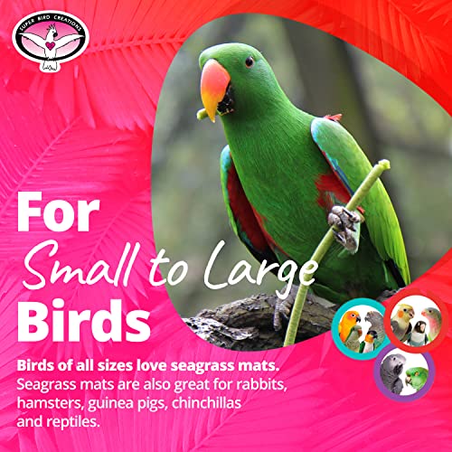 Super Bird Creations SB50003 Seagrass Mat for Cage Decor, Pet Enrichment and Boredom Relief - Versatile Toy-Making Base - Ideal for Parrots - Small to Large Birds & Reptiles - 10"x10" (1 Pack) - size: 10"x10" (1 Pack)