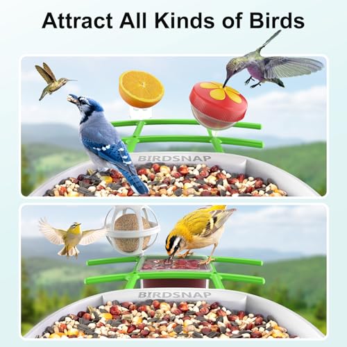 birdsnap® PAV Bird Feeder with Camera Solar Powered 2K Live Video 64GB Card | AI Bird Species Identification, Instant Arrival Alerts, IP65 Waterproof, Wild Bird Feeders for Outdoors, Gift for Bird Lovers - color: Green