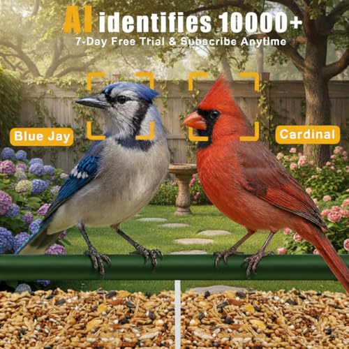 Clear Window Bird Feeder with Camera,2K HD Live View,6 Suction Cups | Clear Acrylic, Strong Suction, Easy-Clean Tray, 2K View & AI Bird ID, Gifts
