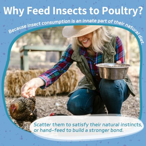 10LB Dried Black Soldier Fly Larvae for Chickens | Factory Direct-No Middle Man, 4% Calcium for Strong Eggshells, 43% Protein Natural Treats for Vibrant Feathers - size: 10 Pound (Pack of 1)