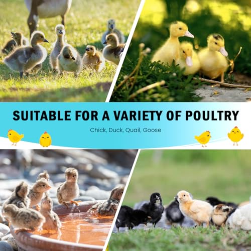 Tetuga Brooder Box for Chick Starter Kit with 10x 12” Brooder Heating Plate | Chicken Brooder Pen All-In-1 Bundles with Chicken Feeder, Waterer, Up to 15 Chicks, Duck & Quail, Indoor & Outdoor Use, Green - color: Chicken Brooder Tent Bundles,Green