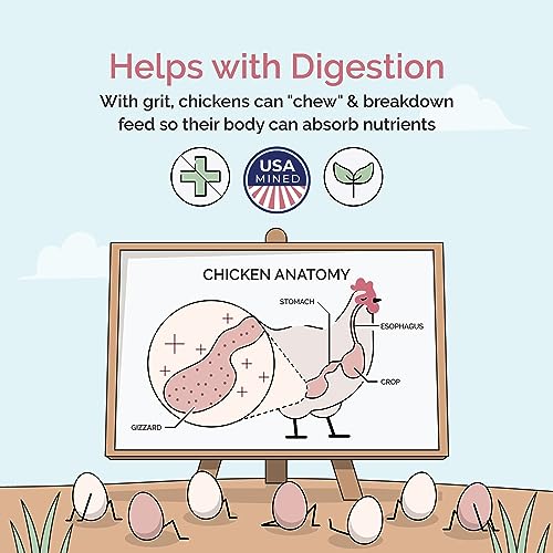 Baby Chick Grit, Age 0-8 Weeks, Quartzite Mineral, 50 lbs Bag | For Chicks Age 0-8 Weeks; Backyard Chickens & Small Flocks; 100% Quartzite/Crushed Granite Grit; Supports Digestion; Non-GMO - size: 50 Pound (Pack of 1)