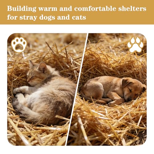 WNJ Natural Wheat Straw - 1 LB Dry Straw, Soft 100% Natural Straw Bale for Animal Bedding, Garden Mulch, Compost & Stray Cats Dogs Poultry, and Grass Cover