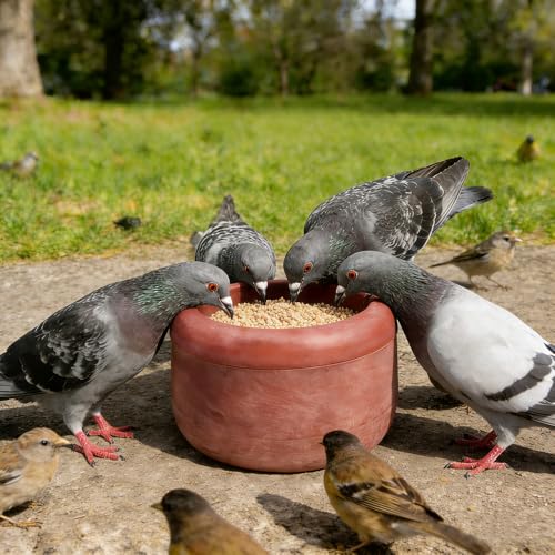 2 Pack Pigeon Plastic Feeder Bird Food Cup Feeding Bowl for Small Bird Pigeon Parrot Cockatiel Parakeet Conure Finch Chicken