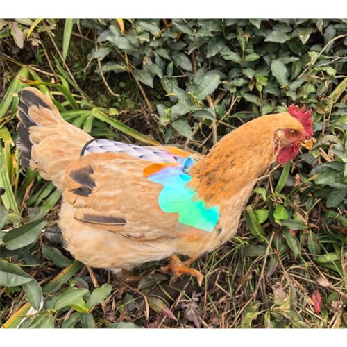 Chicken Saddles for Hens with Detachable Wings, Adjustable Hen Apron Back Protector for Feather Recovery, Double-Layer Breathable Poultry Saver for Standard Breeds (Black，White) | Double-Layered Breathable Poultry Back Protector For Hens During Mating And