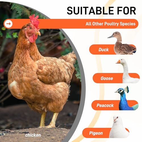 Chicken Roosting Bars with Swing for Coop, Large 4-Tier Wood Chicken Perch for Backyard Poultry, Non-Slip Design, Durable Galvanized Metal Frame, Essential Chicken Coop Accessories (55" L x 40" W) - size: 74" L x 40" W