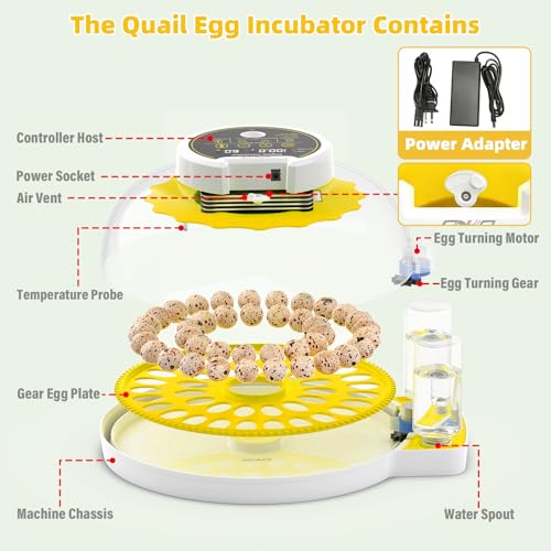 40 Quail Egg Incubator with Automatic Egg Turning Humidity Control Eggs | Large Capacity Quail Brooder Poultry Incubators, Also for Parrot, Dove, Canary and Other Birds - color: Yellow