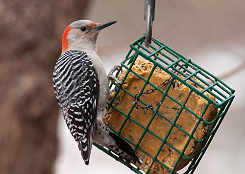C&S Insect Delight No Melt Suet Dough, 12/pack 11.75 Ounces - style: Insect 12-Pack