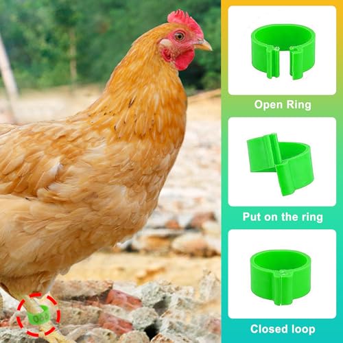 100 Pcs 16mm Numbered Chicken Leg Bands, Colorful Poultry Leg Bands & Rings, Chicken Identification Tags for Legs, Poultry