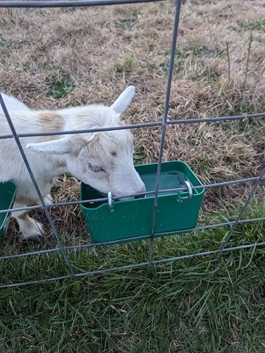 Hen's Choice™ Feeder and Waterer Trough for Chickens, Ducks, Goats, Sheep, Turkey, 4.5 Quart Capacity, Green - color: Green
