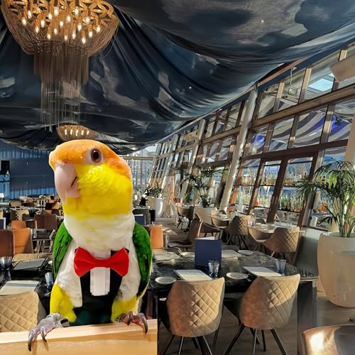 Bird Diapers Bird Harness Tuxedo Flight Suits with 80in Flying Leash Parrot Nappy with Waterproof Inner Layer Urine Wet Suite for Cockatiel Conure Parakeet Macaw Budgie-Black,L - size: L