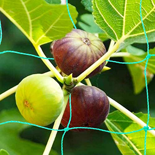 Pack of 2 Cucumber Tomato Trellis Netting, Heavy Duty Garden Netting Support for Climbing Plants, Pea, Grape, Bean, Fruit, Vegetables - 4" Mesh Size - 6Ft x 16.4Ft - size: 6Ft*16.4Ft