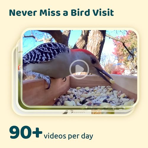NETVUE by Birdfy Upgraded Smart Bird Feeder Camera, Solar Powered, Auto Bird Video Capture, Instant Notifications, AI Identify 6000+ Species