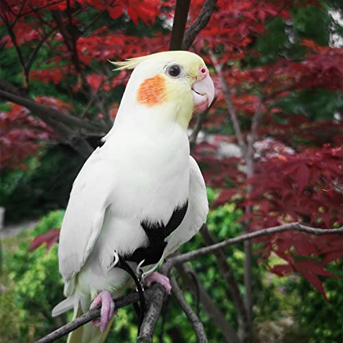 VANFAVORI Adjustable Bird Harness with 80-inch Leash, S Size, 2 Pack | For Bird Parrot Cockatiel and Similar Parrots 70-120 g. Includes 2 harnesses, Black and red, and 2 Leashes for Outdoor Flying