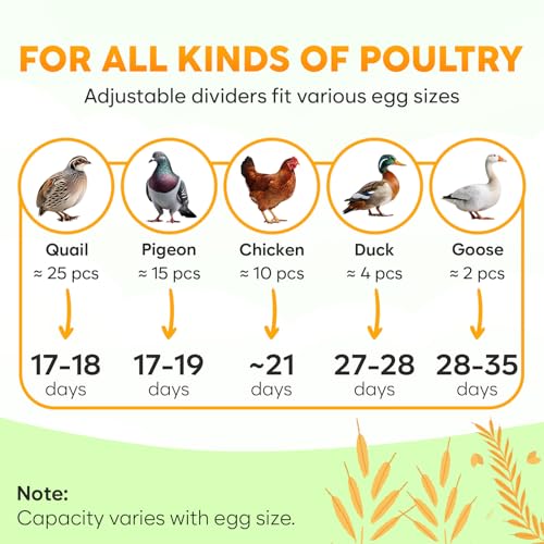 Okkobi M12 Egg Incubator with Automatic Turner and Humidity Control - 12/24 Eggs, 360° View, Easy to Use and Clean - Incubadora de Huevos de Gallina - Made for US - White & Green - color: Green
