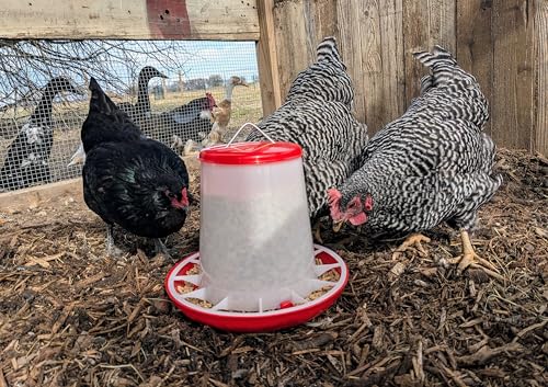Large Chicken Feeder 11-Pound Capacity for All Poultry | Durable Feeding Container with Carrying Handle for Chickens, Ducks, Turkeys, Quail, Baby Chicks, Turkeys and More - size: 11 Pounds