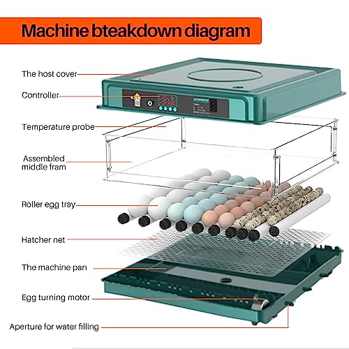Automatic Egg Incubator 12-38 Egg Digital Poultry Hatcher Machine ith Automatic Egg Turning, Temperature & Humidity Control, Efficient LED Lighting for Chicken Geese Ducks Pigeons Quails (38 Eggs) - style: 38 Eggs