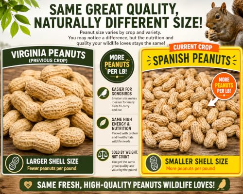 Desert Valley Premium Quality Spanish Peanuts in Shell – 5 Pounds – Naturally Smaller Shell Size – USA Grown Raw Wildlife Food for Squirrels, Birds, Deer & Other Outdoor Animals - size: 5 Pound (Pack of 1)
