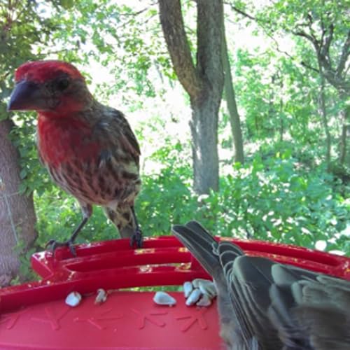 PIAOLGYI Perch for Bird Buddy Smart Bird Feeder, Accessories Compatible with Buddy Birdfeeder (Red)