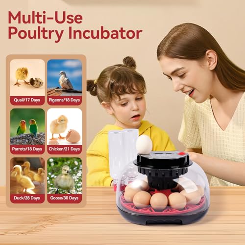 12 Egg Incubators for Hatching Eggs, Chicken Egg Incubator with Automatic Egg Turning and Temperature Humidity Control, 360° Clear View Lid or Home, Farm, Classroom, Hatching Chicken, Duck,Quail,Goose - size: 12 Egg Incubators