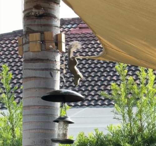13" Bird Feeder Rain Guard, Hummingbird Feeders Shade Dome Cover, Hanging Baffle for Bird Feeder Pole,Smart Birds Feeder Umbrella (Black), 1 Pack - color: Black, size: 13Inch / 1 Pack
