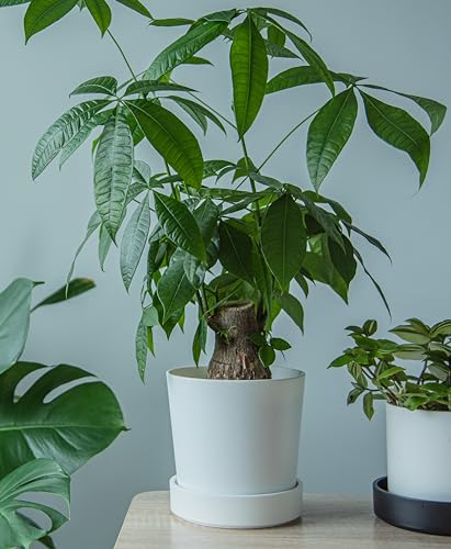 Phoenix Vine 6 Inch Plastic Plant Saucer Water Drip Tray, Heavy Sturdy Round Plant Drainage Tray for Indoors Outdoor, Matte White, 21-TY-6W-1 - size: 6"