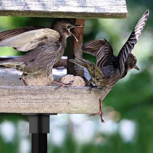 Nuanchu T Post Mounting Plate for Bird Houses Feeder,2 Pcs,Black | Compatible with Most Standard Fence Post Pole,Mounting Plate for Bird Houses,Bird Feeder,Mailboxes, Mount Flange - color: Black