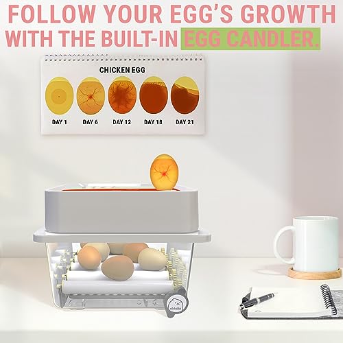 OBI-12 Incubator for Hatching Eggs – 12 Eggs, Easy to Use, Stable Temperature & Humidity Control with Eggloo Insulation - Orange