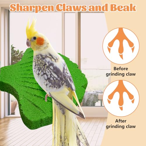 3 Pcs Parrot Perch Resin Bird Beak Grinding Stone Leaf Shape Perch Stand Foot Clawing Trimmer Bird Cage Accessories for Cockatiels Conures Budgies Lovebirds (Green) - color: Green, size: Ginkgo leaves
