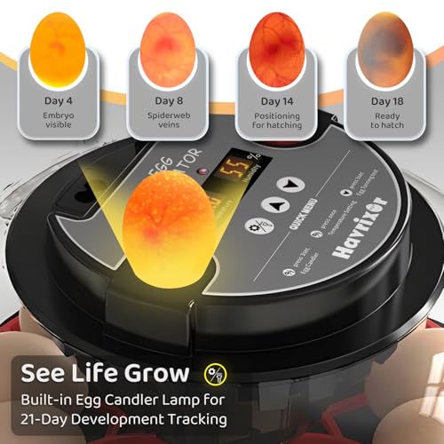 12 Egg Incubator for Hatching Eggs with Fully Automatic Egg Turning, Humidity Control by Bottles, Incubators for Chicken, Ducks, Quail, and Other Poultry Eggs, 360° View with Clear Window