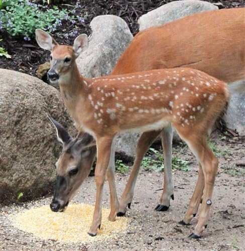 Premium Quality Bulk Cracked Corn Feed for Birds, Poultry, Deers, Wild Life 20 Pound