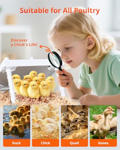 Updated 12"x12" Chick Heat Plate | Adjustable Height & Angle | 30W Lower Energy | Remote-Controlled Temp & Time | Dirt-Resistant Design | Keeps Over 20 Chicks Warm for Indoor Use