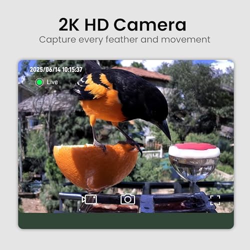 Smart Bird Feeder with Camera Solar Powered, 2K HD Video, AI Bird Species Identification, Instant Arrival Alerts, Weatherproof Design for Effortless Birdwatching, Best Gift for BirdLovers, Red - color: Green-Red