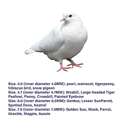 Open Bird Leg Rings - Aluminum ID Rings for Pigeons, Parrots, Doves - Mixed Colors, 50 PCS Per Pack - size: 6