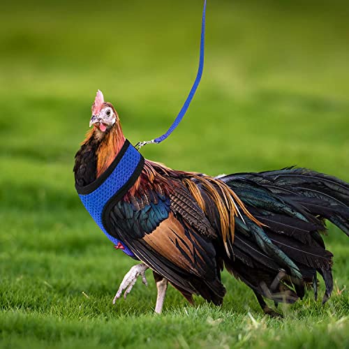 Chicken Harness (Medium, Blue) with Leash, Breathable, Adjustable, Comfortable for Chickens, Ducks, Geese, and Small Pets
