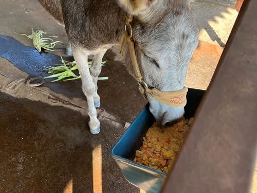Large Feed Trough and Goat Feeder - 2 Pack Hanging Feeder with Clips, Waterer Bucket, Fence Feed Trough, Goat Supplies, 10 Quart - color: Cyan