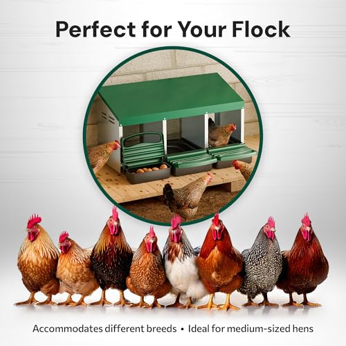 Homestead Essentials Classic Style 3 Compartment, Forward Rollout & Rollaway, Hen & Chicken Nesting Box with Integrated Perch and Protective Egg Laying Collection Lids - size: 3 Compartment