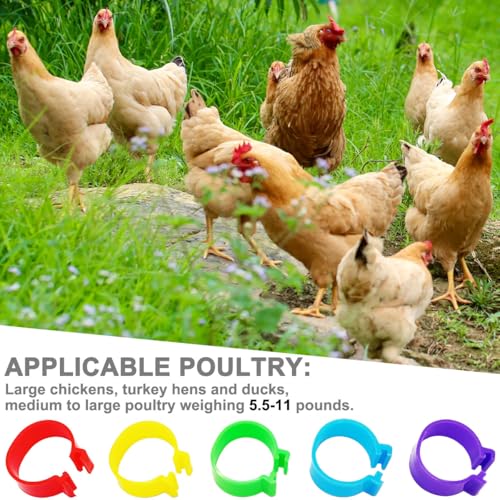 100Pcs 20mm Large Chicken Identification Leg Bands Duck Leg Bands Poultry Leg Bands Rings 8/16/20/25mm - size: 20mm - 100Pcs