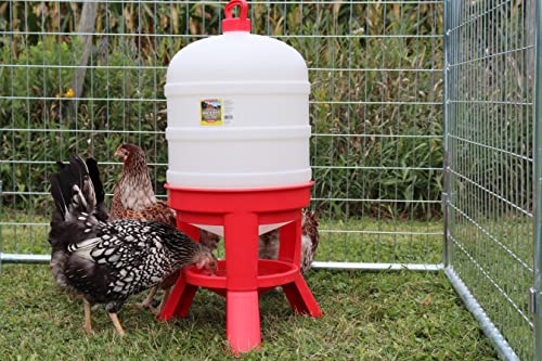 Little Giant® Plastic Dome Waterer | Heavy Duty Plastic Gravity Fed Poultry Waterer Container Tank | Chickens, Ducks & Other Birds for Hobbyists, Farmers and Ranchers | 10 Gallon | Heavy-Duty Plastic Container, Water Dispenser Tank for Chickens, Ducks, an