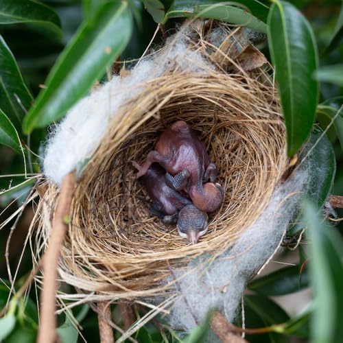 Coconut Fiber for Bird Nests Bird Nesting Material Coconut Bird Nest Finch Coconut Fiber Pet Bedding Substrate for Laying Eggs, Resting Materials, Hummingbird Parakeet Lovebirds