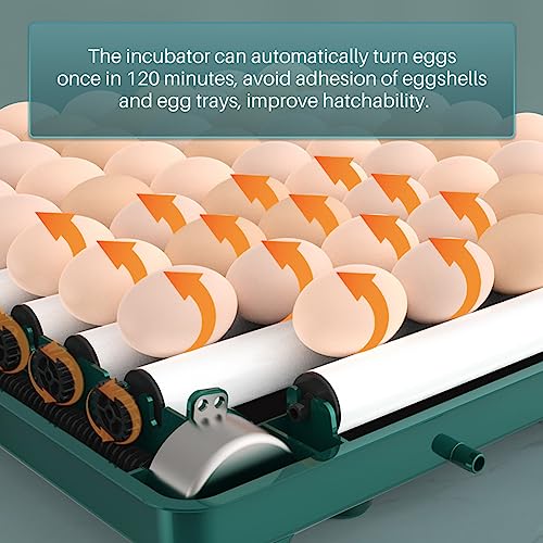 Automatic Egg Incubator 12-38 Egg Digital Poultry Hatcher Machine ith Automatic Egg Turning, Temperature & Humidity Control, Efficient LED Lighting for Chicken Geese Ducks Pigeons Quails (38 Eggs) - style: 38 Eggs