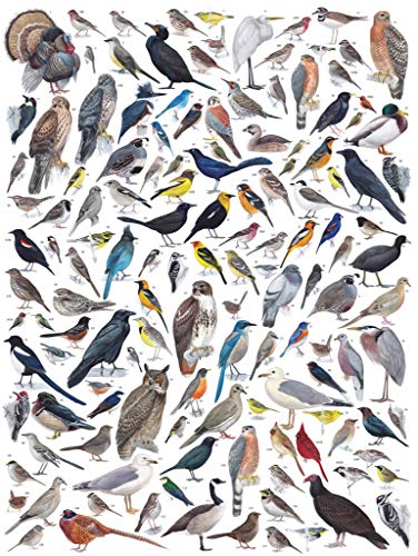 New York Puzzle Company - Cornell Lab Birds of Western North America - 1000 Piece Jigsaw Puzzle for Adults by Pedro Fernandes - color: Birds of Western North America 1000 Piece