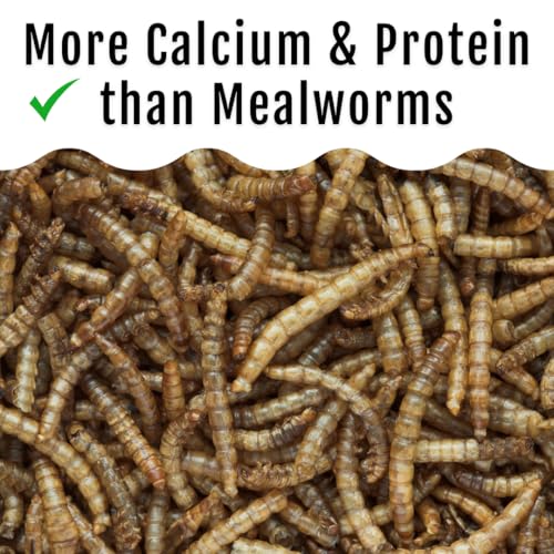 Buff Clucks Grub Fuel Black Soldier Fly Larvae for Chickens, Chick Feed 1lb | Chicken Snack for Poultry, Chicken Treats for Laying Hens, Dried BSFL Rich in Protein, Calcium, Fiber, Essential Fatty Acids - size: 1 Pound (Pack of 1)