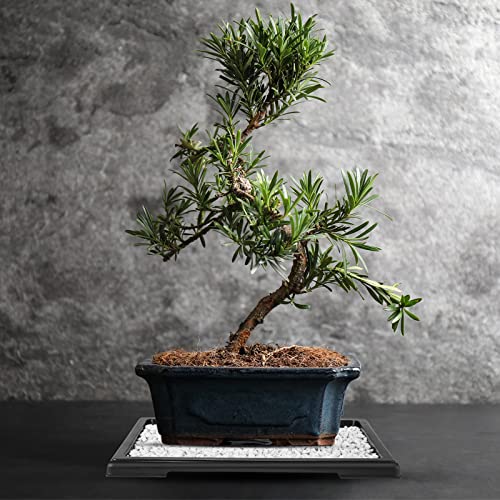Pinkunn 6 Pcs Bonsai Humidity Tray for Indoors and Outdoor Rectangular Drip | 11 x 8 Inch,bonsai tray,bonsai pots for Bonsai Succulents Cactus, Plastic material, Catches Water, Stone Not Included - size: 11 x 8 Inch