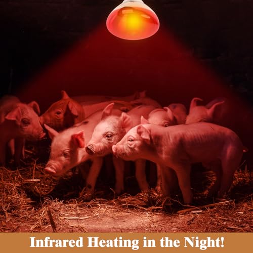 250W Red Heat Lamp Bulbs for Chicken,Infrared Flood Light Heat Lamp Bulb, Incandescent Light Heat Lamps for Chicks, Reptile, Pets, Par38 Glass E26 Base - size: Par38 250W 1PCS
