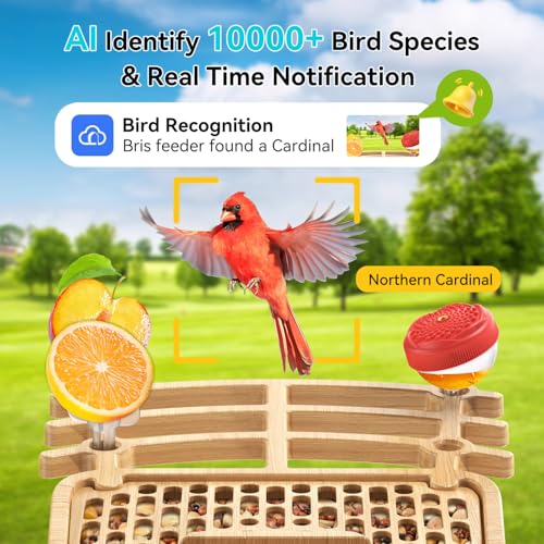 Solar Powered Bird Feeder with Camera, Hummingbird Feeders for Outdoors | 4K QHD Live Video Hummingbird feeder AI Bird Recognition, Auto Recording Squirrel Proof Bird Feeders for Bird Lovers Gift