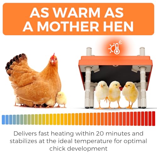Chick Brooder Heating Plate 10" x 10" with Anti-Roosting Cone, Stepless Adjustable Height for Up to 15 Chicks, Energy Efficient Mother Hen Brooder for Poultry - color: ORG-10